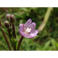  Smallflower Hairy Willowherb